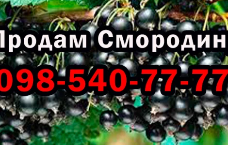 Продам оптом смородину! Урожай 2025 року. Власна заготівля