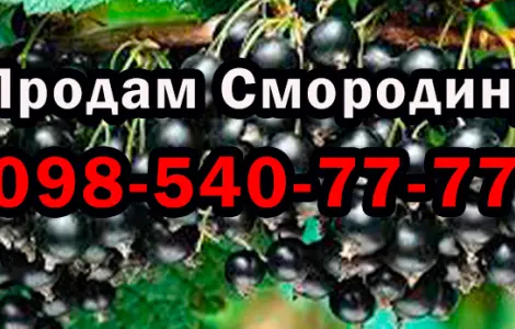 Продам оптом смородину! Урожай 2025 года. Собственная заготовка