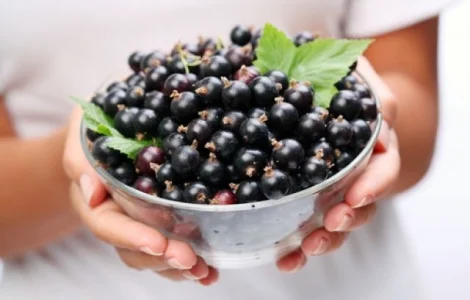 Купую смородину оптом