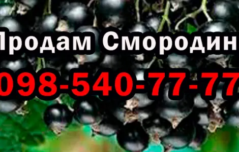 Реализую мелким и крупным оптом ягоду смородины высокого качества