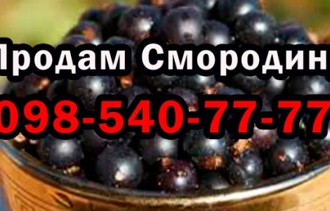 Пропоную смородину оптом у будь-якій кількості! Сезон 2025
