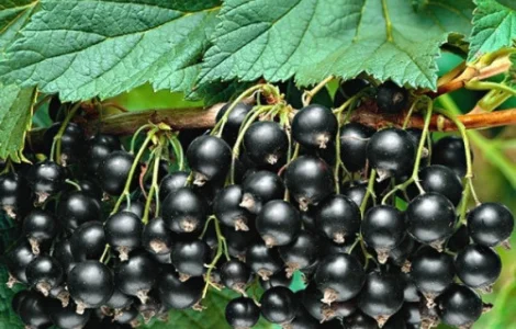 Купуємо смородину