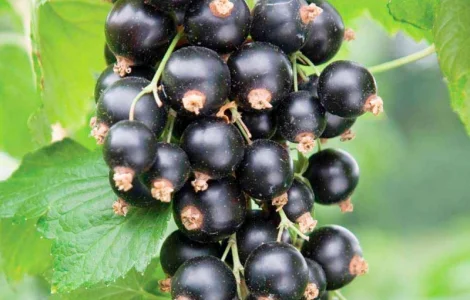 Купуємо чорну смородину оптом