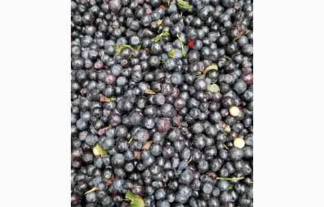Куплю чернику замороженную