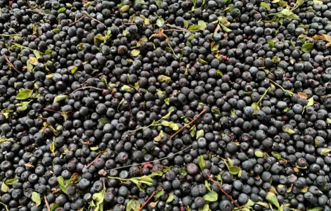 Куплю чорницю свіжу Карпатську