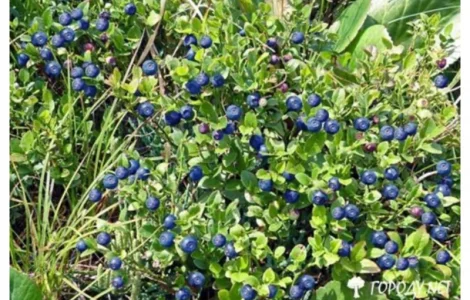 Куплю чернику
