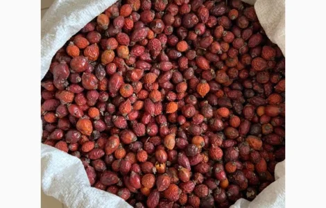 Куплю шипшину в об'ємі