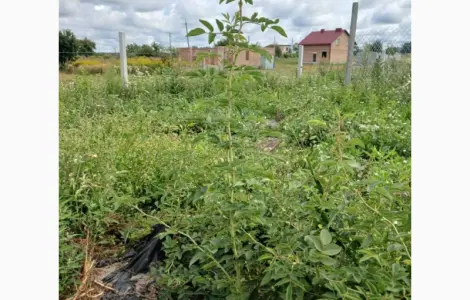 Плантація шипшини 5га