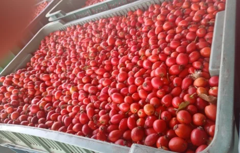 Куплю шипшину