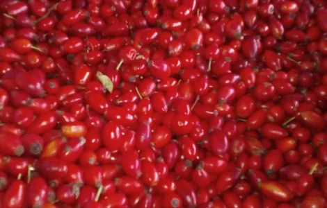 Куплю шипшину хорошего качества