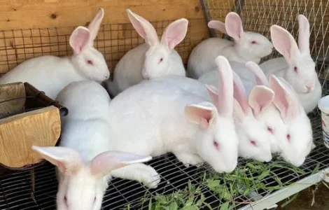 Свежие тушки домашнего кролика на продажу