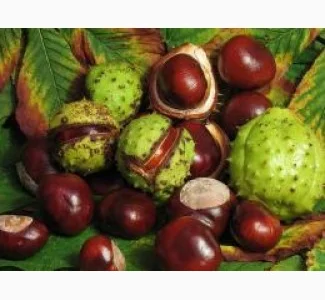 Куплю каштан по Україні