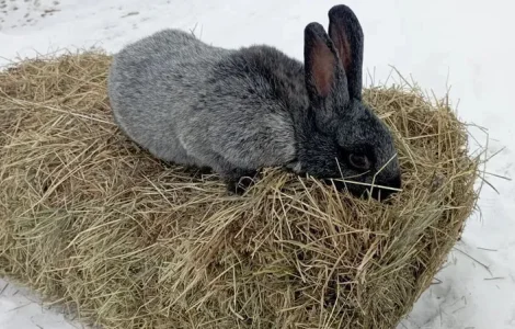 Кролики на продажу. Живая масса и мясо