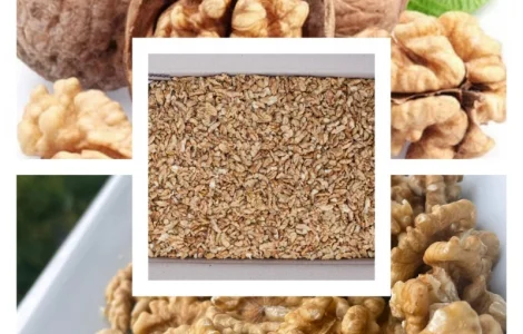 Закупаем ядро грецкого ореха