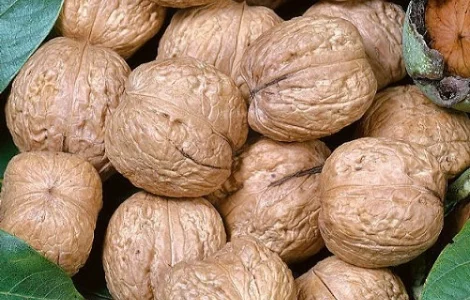 Куплю цілий горіх оптом/волоський горіх/орех