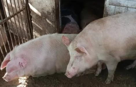 Продажа свиней живым весом в г. Хуст