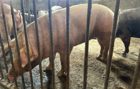 Свинина живим вагою, породи П'єтрен та Дюрок