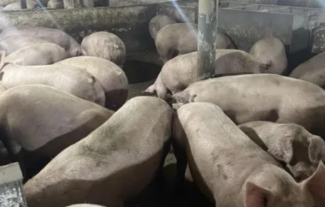 Продажа свиней живым весом