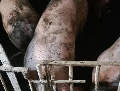 Продажа свиней на мясо живым весом