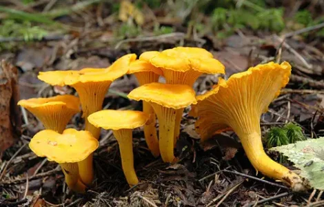 Экстракт Лисичек 50%