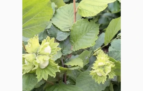 Продам фундук різних преміальних сортів