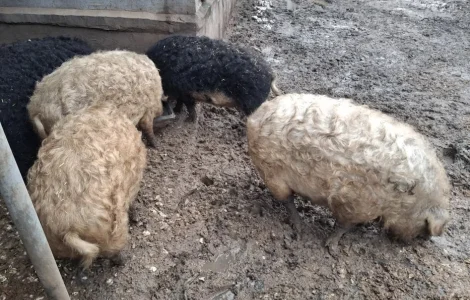 Свині та поросята породи Мангалиця на продаж