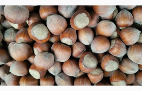 Куплю Фундук