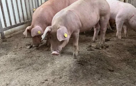 Продаються кнури, кабанчики та свині живою вагою