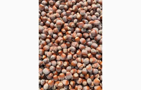 Куплю фундук