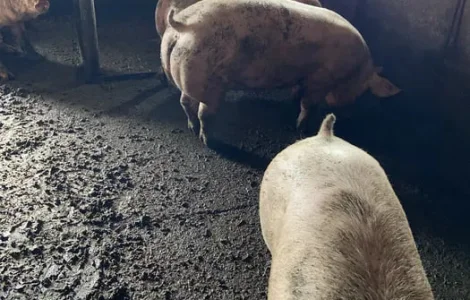 Свиньи живым весом, беконный гибрид для продажи