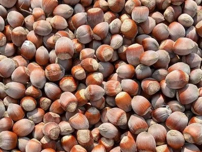 Куплю фундук не чищенный