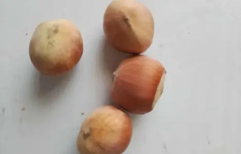 Продам орех Фундук (очищенный и не очищенный)
