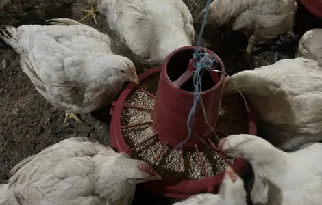 Домашние бройлеры с доставкой на дом живым весом