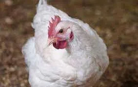 Бройлер живою вагою на продажу