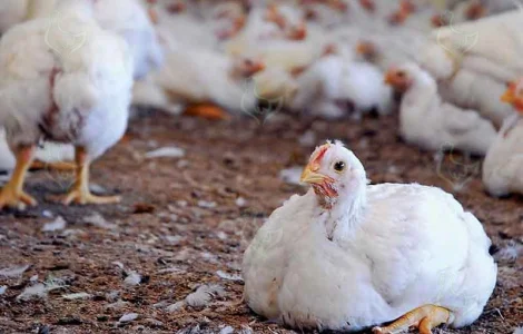 Продажа домашнего бройлера живым весом