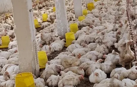 Продаются бройлеры Росс 308 живым весом