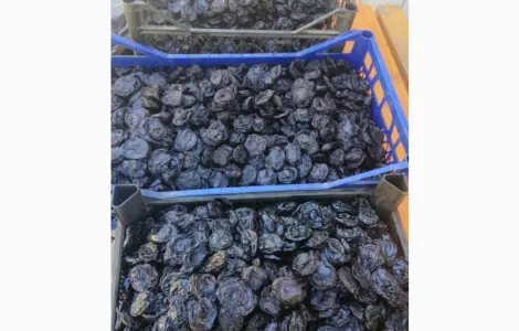 Продам чорнослив без кісточки