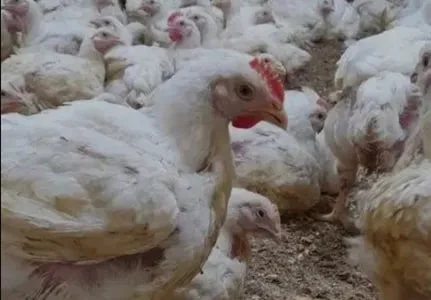 Крос бройлер КОББ 500 у продажу