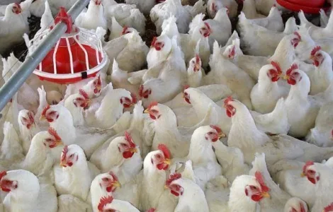 Курчата бройлерів різного віку на продажу