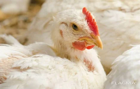 Бройлеры живым весом на продажу