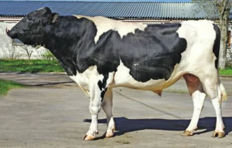 Закупівля корів