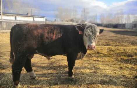 М'ясо-комбінат Харкова здійснює закупівлю ВРХ