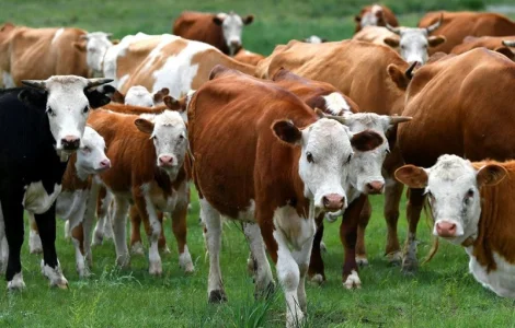 Харьковский мясокомбинат покупает ВРХ