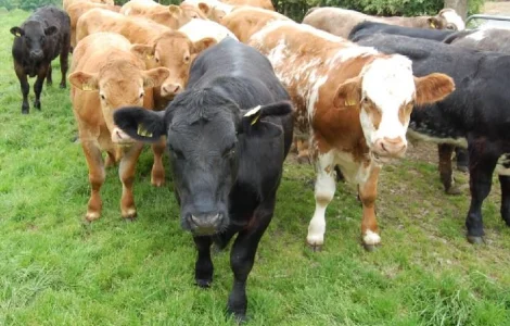 Харьковский мясокомбинат осуществляет закупку коров