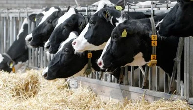 М'ясо-комбінат Харкова купує велику рогату худобу