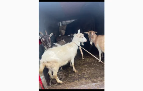 Купую кіз та козенят за вигідною ціною