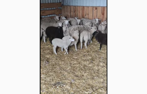 Купую коз і овець у великій кількості