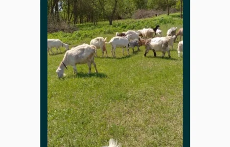 Купую стадо кіз у Полтаві