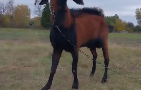 Продам Альпійського чистопородного племінного цапа