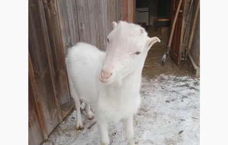 Пропонується козлик 10 місяців від молочної кози